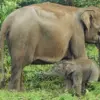 Gajah di Taman Nasional Tesso Nilo