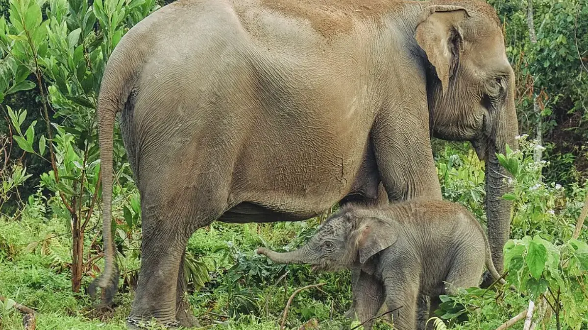 Gajah di Taman Nasional Tesso Nilo