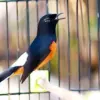 Burung murai batu, burung yang punya karakter kuat