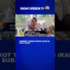 Pemkot Tebar Benih Ikan Di Kali Suba