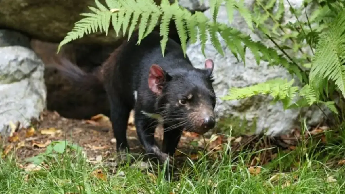 Tanaman pengusir tikus