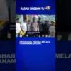 Ketahanan Pangan Melalui Penanaman Jagung