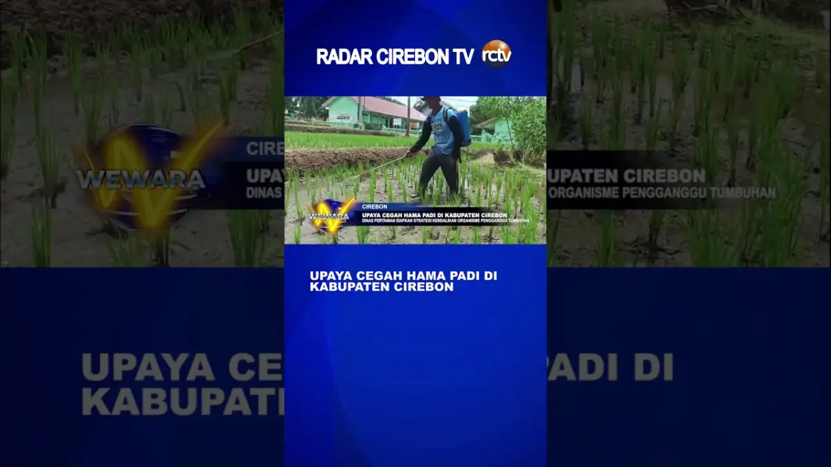 Upaya Cegah Hama Padi Di Kabupaten Cirebon