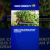 Harga Cabai Merah Kriting Tembus 60 Ribu Rupiah Per Kilogram