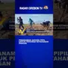 Penanaman Jagung Pipil Untuk Program Ketahanan Pangan