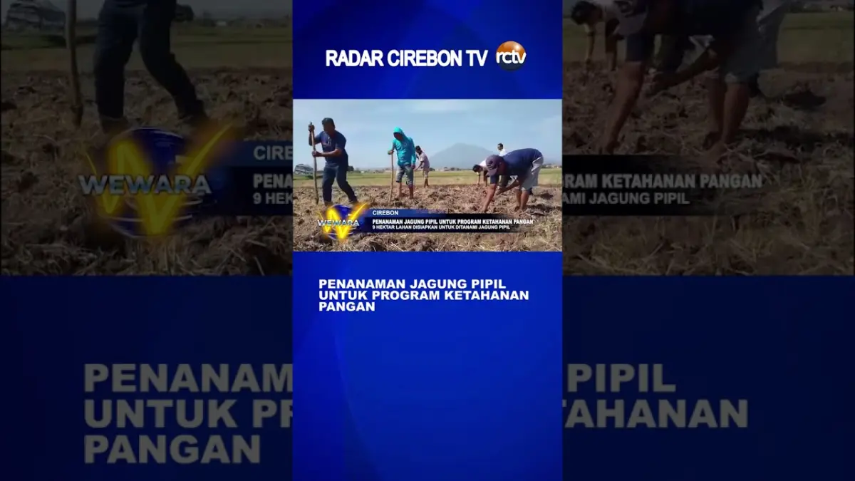 Penanaman Jagung Pipil Untuk Program Ketahanan Pangan