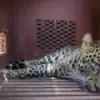 macan tutul masuk ke hotel. Foto: tangkapan layar depan layar radarcirebon.tv