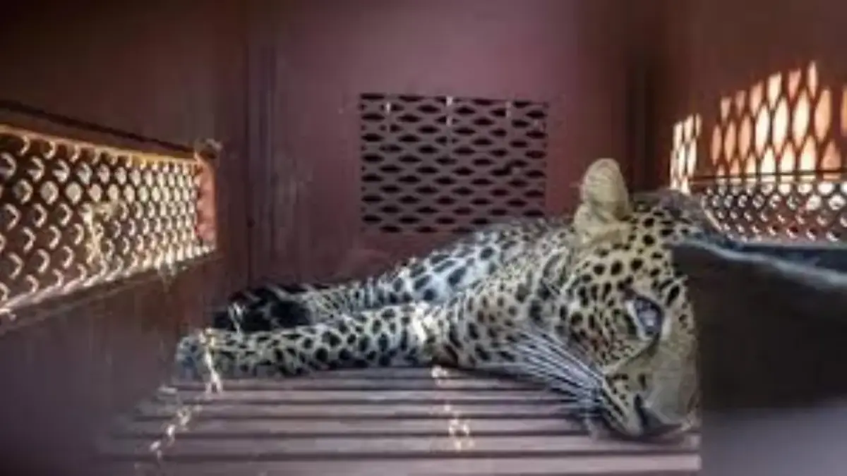macan tutul masuk ke hotel. Foto: tangkapan layar depan layar radarcirebon.tv