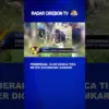 Pemberani, Ular Sanca Tiga Meter Digendong Damkar