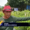 Pemdes Beberan Kembangkan Program Ketahanan Pangan Cabai