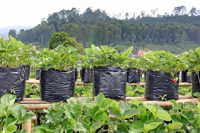 Hujan Terus? Tenang, Ini 7 Sayuran Tahan Air yang Mudah Ditanam foto