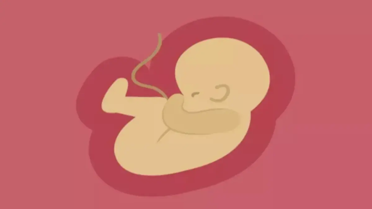 Tampak Sehat, Ternyata Berbahaya: 5 Buah yang Bisa Melemahkan Kondisi Janin Jika Dikonsumsi Berlebihan Janin