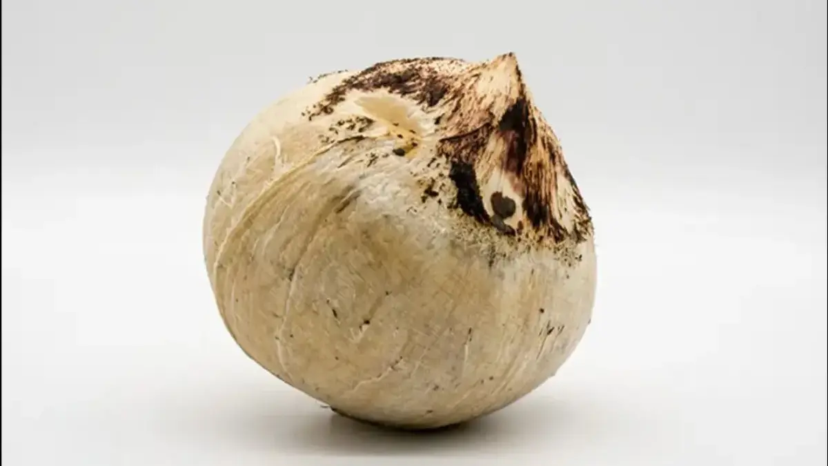 Dulu Cuma Jadi Es, Kini Kelapa Dibakar Jadi Primadona Kesehatan dengan Segudang Manfaat Kelapa