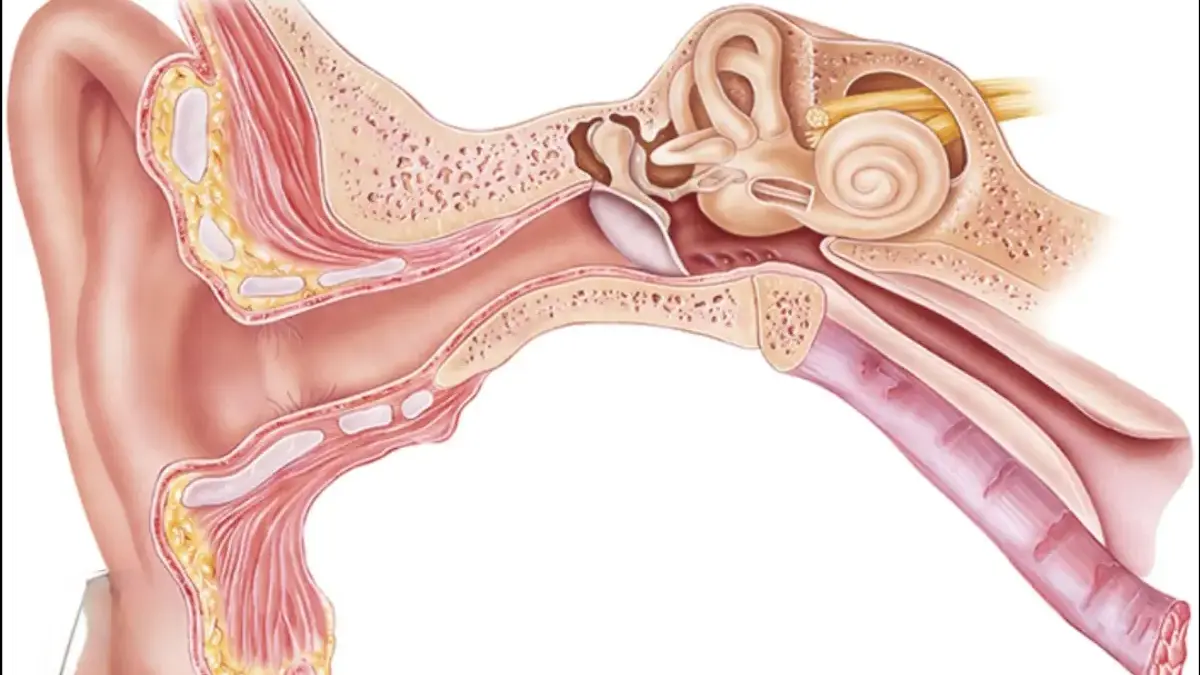 Mengapa Membersihkan Telinga Setiap Hari Bisa Lebih Berbahaya dari yang Kamu Bayangkan Telinga