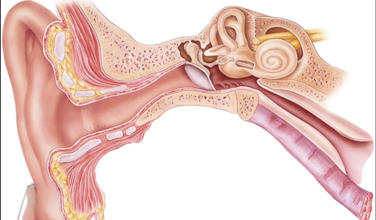 Mengapa Membersihkan Telinga Setiap Hari Bisa Lebih Berbahaya dari yang