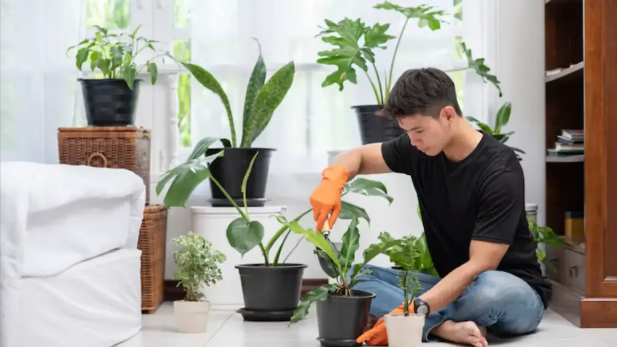 Nggak Perlu Mahal! Ini 7 Tanaman Murah yang Bikin Rumah Langsung Estetik foto