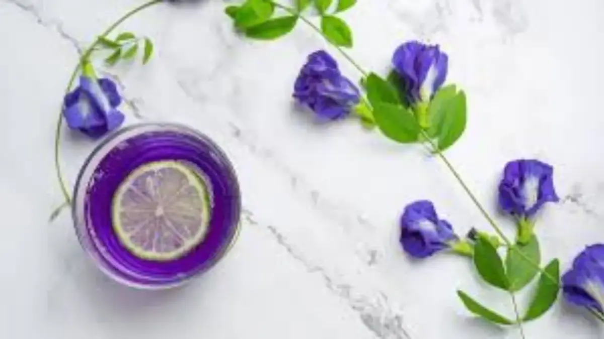 bahaya bunga telang. foto: freepik