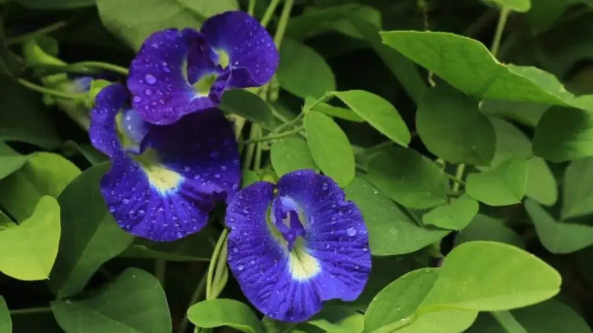 5 manfaat bunga telang bagi kesehatan. foto: freepik