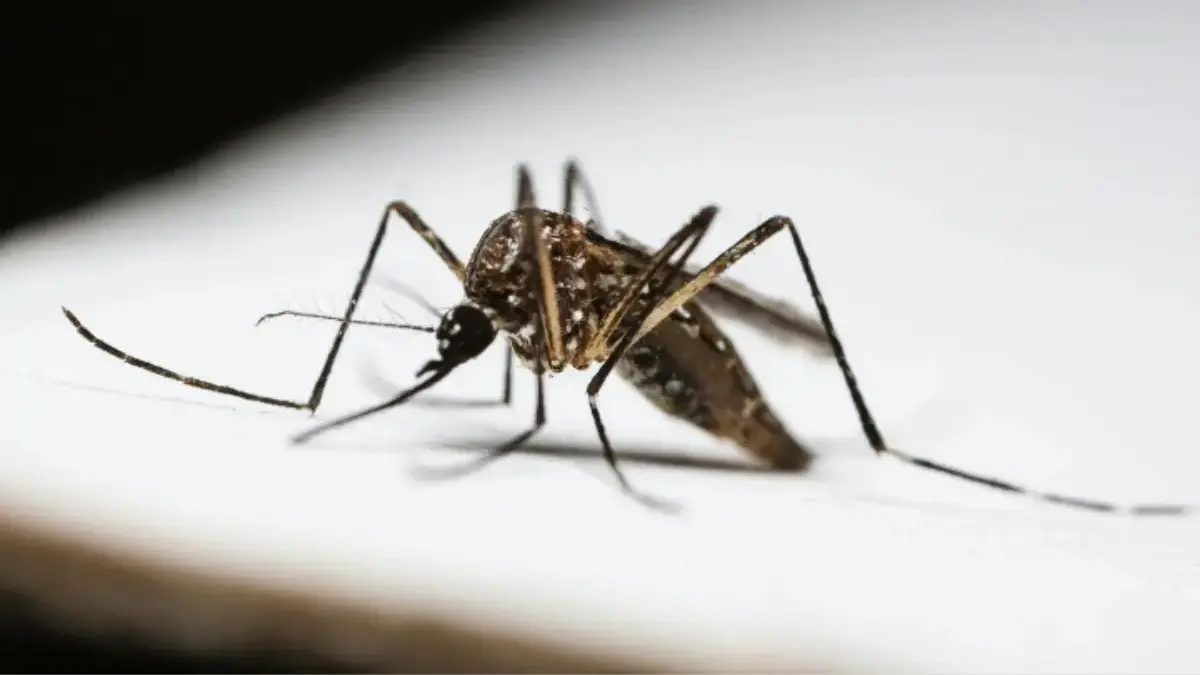 apakah nyamuk terpengaruh perubahan iklim