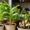 Cara Membuat Kebun Herbal di Dapur Rumah dengan Pot Kecil