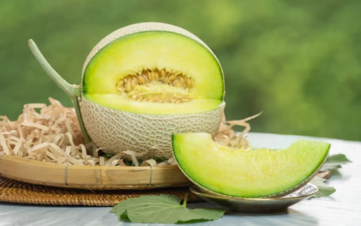 Melon honeydew berwarna kuning krem yang menandakan kematangan sempurna