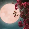 Pink Moon