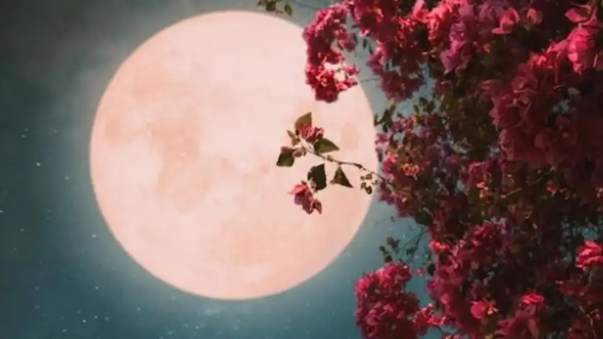 Pink Moon
