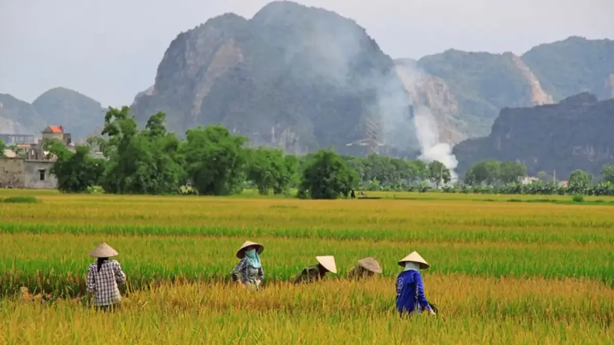 ketahanan pangan Indonesia