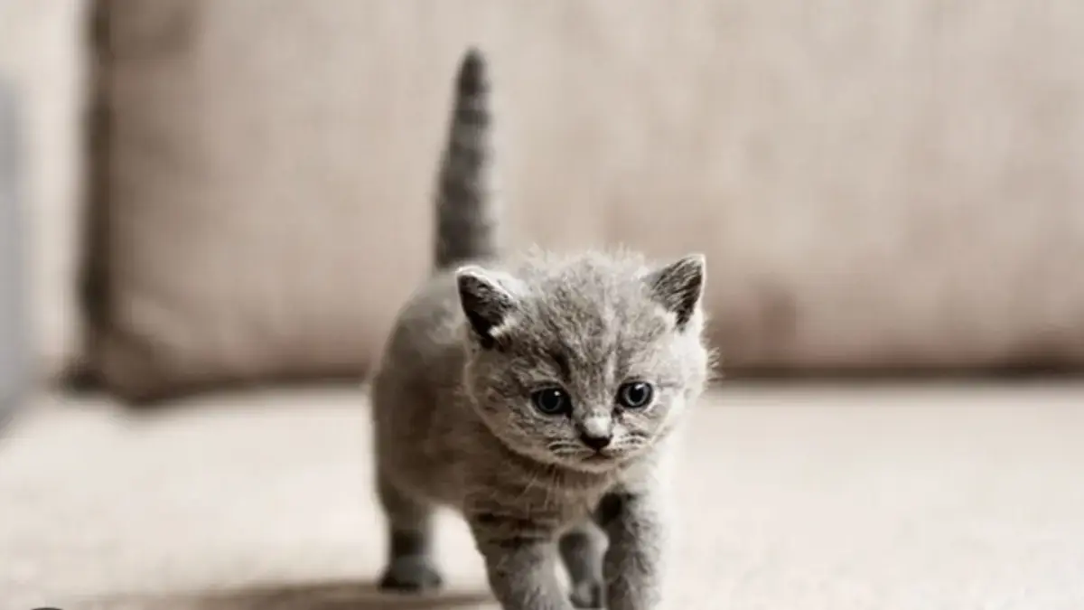 Jangan Sampai Salah! Ini Panduan Lengkap Merawat Anak Kucing di Dalam Rumah untuk Pemula Kucing