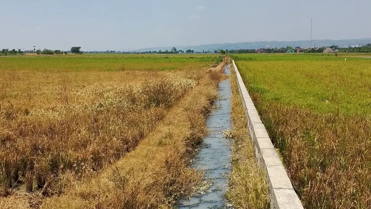 BMKG Prediksi Musim Kemarau 2026 Mulai Lebih Awal di Sejumlah Wilayah Indonesia Foto