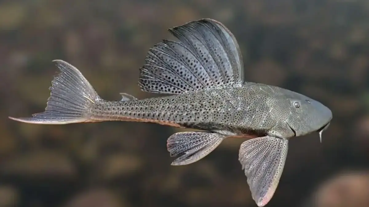 Ilustrasi ikan sapu-sapu