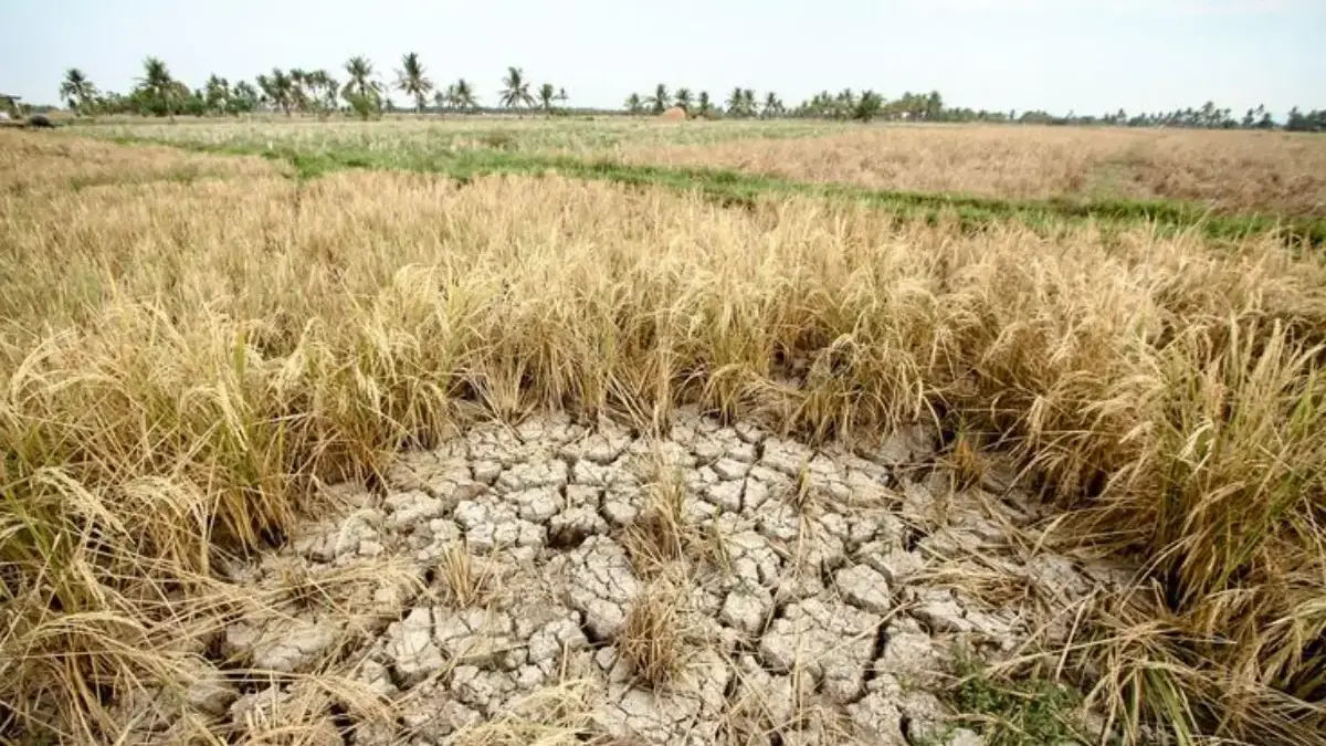 BMKG Prediksi El Nino Muncul Juli 2026