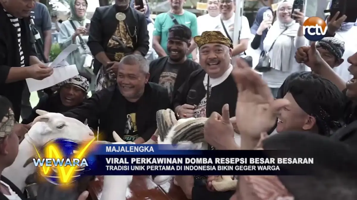 Viral Perkawinan Domba Resepsi Besar Besaran
