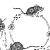 Ilustrasi virus hantavirus yang ditularkan melalui tikus dan menjadi perhatian dunia kesehatan