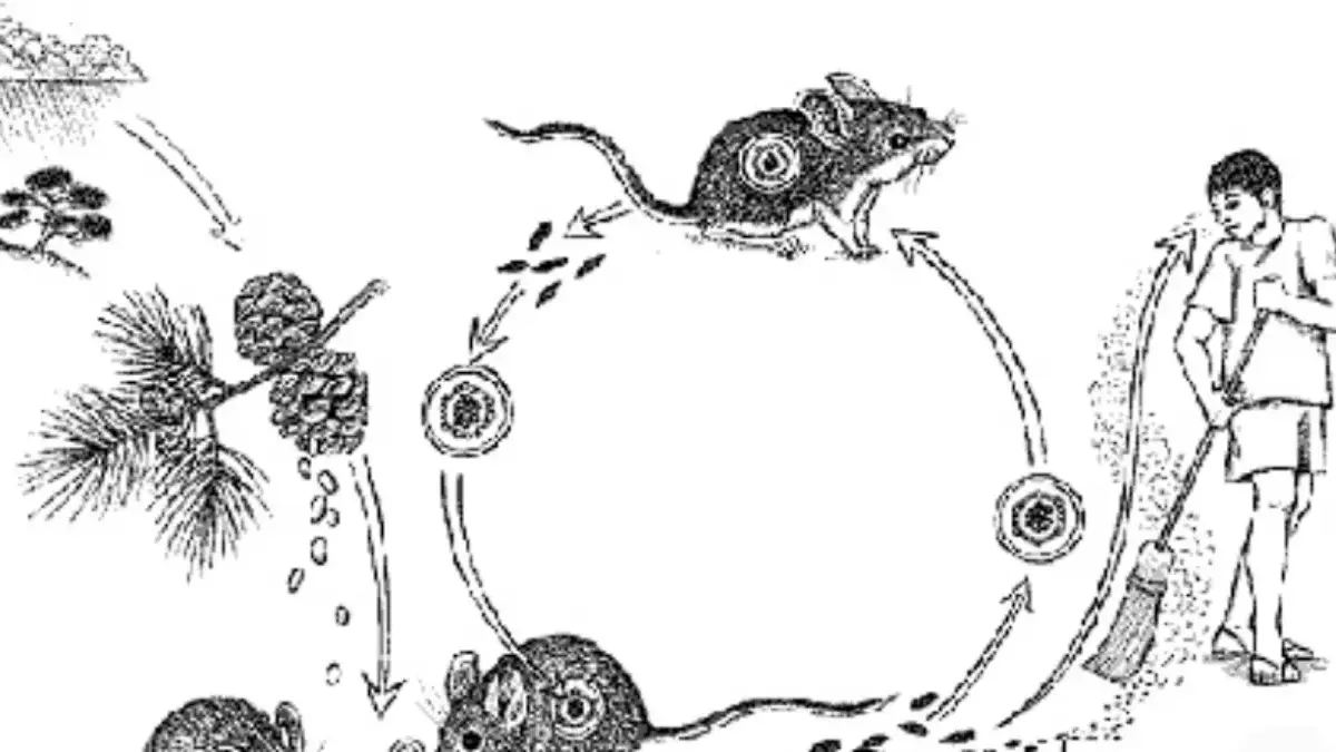 Ilustrasi virus hantavirus yang ditularkan melalui tikus dan menjadi perhatian dunia kesehatan