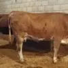 Sapi Kurban