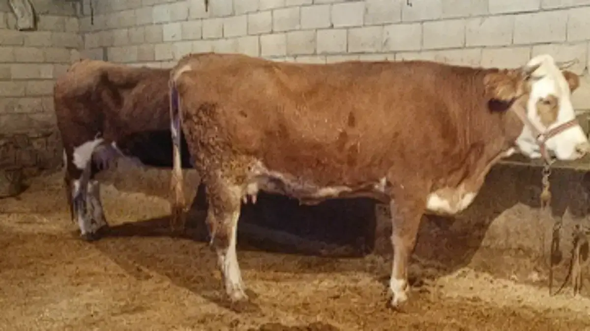 Harga Hewan Kurban Idul Adha 2026 di Cirebon dan Jabar: Sapi Tembus Rp120 Juta, Kambing Mulai Rp3,5 Juta Sapi Kurban