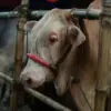 Sapi Kurban