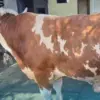 Sapi kurban