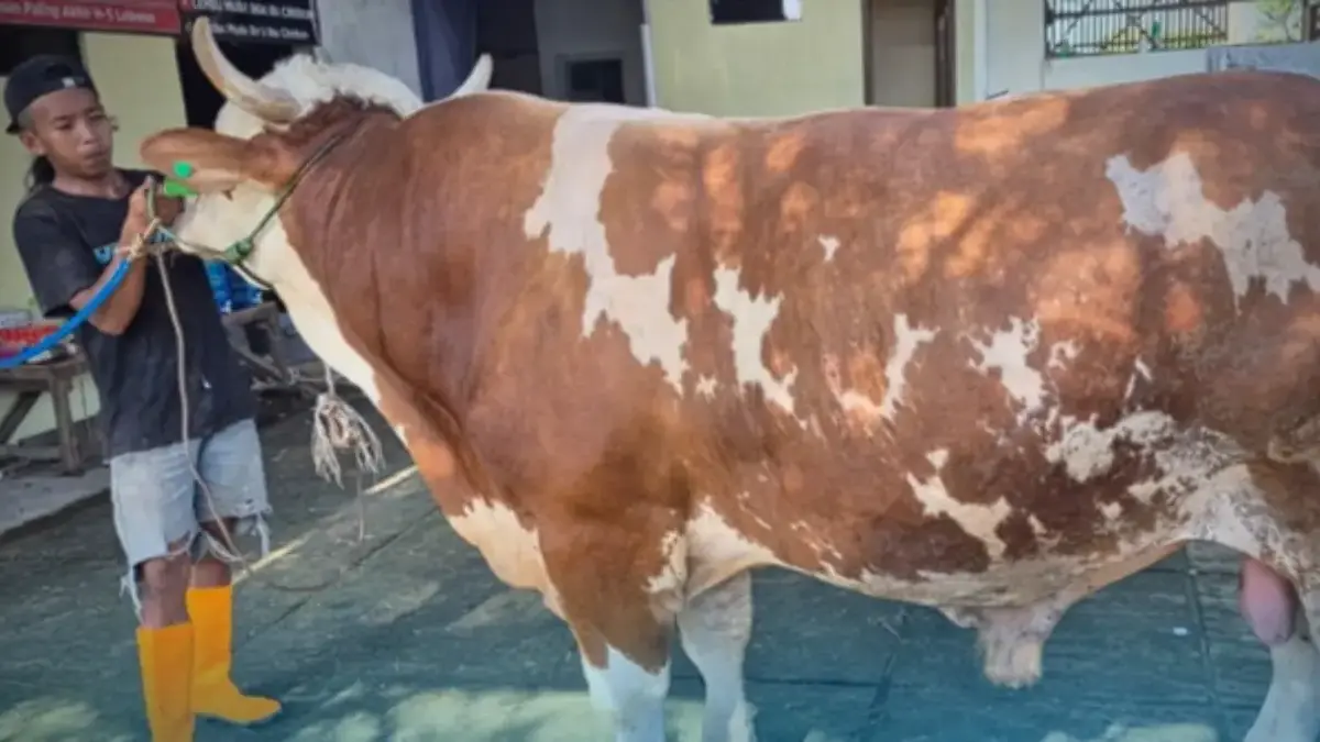 Warga Cirebon Rayakan Idul Adha 1447 H, Presiden Prabowo Sumbang Sapi Jumbo Berbobot 1 Ton Lebih Sapi kurban