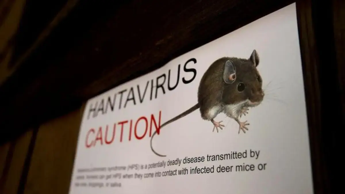 Hantavirus Ternyata Sudah Ada di Indonesia, Kemenkes Catat 23 Kasus dan 3 Kematian Hantavirus
