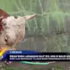 Ribuan Warga Laksanakan Salat Idul Adha di Masjid Agung Sumber