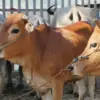 Selain mendekatkan diri kepada Allah SWT, ibadah kurban juga mengajarkan pentingnya berbagi kepada sesama.