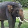 Gajah indro