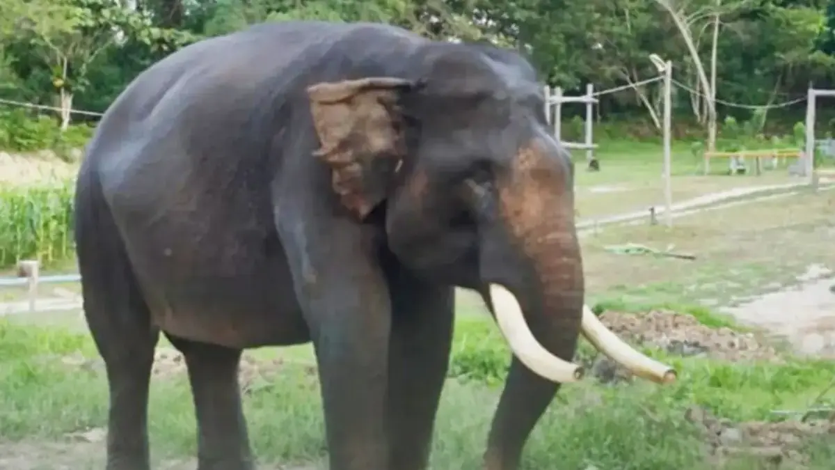 Gajah indro