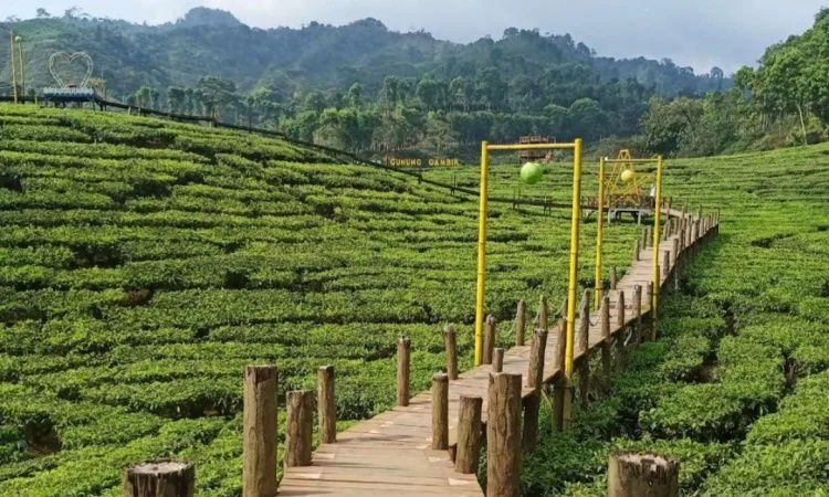 Rekomendasi Wisata Terbaru Majalengka 2026: Dari Cafe Goa Jepang hingga Bukit Dora Wisata Majalengka