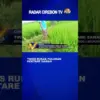 Tikus Rusak Puluhan Hektare Sawah