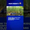 Petani Tebu Japura Kidul Pertanyakan Keterlambatan Tebang Kategori 6A