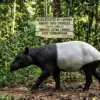 tapir sumatera