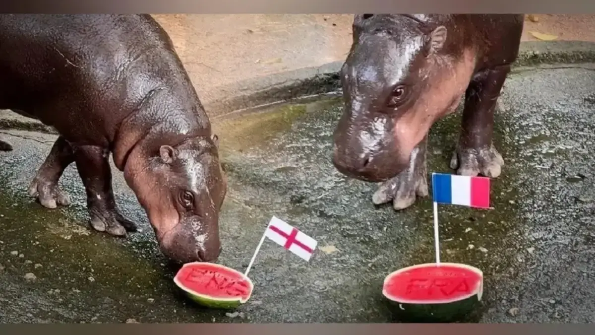 Kuda Nil Viral Moo Deng Prediksi Argentina vs Inggris, Akurat atau Meleset? foto